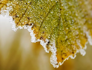 Temperaturkontrolle beim Indoor Grow im Winter - Temperaturkontrolle beim Indoor Grow im Winter